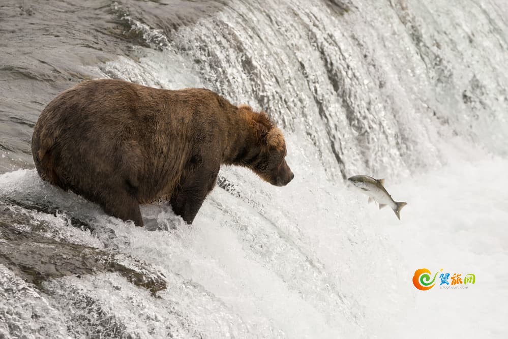 棕熊看着鲑鱼跃向它